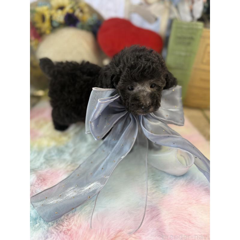 販売中の宮崎県のタイニープードル-447628の2枚目