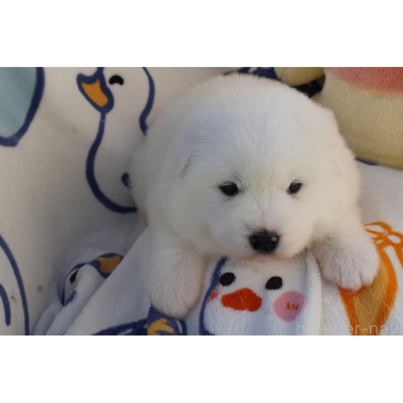 販売中の栃木県のサモエド-447629の7枚目