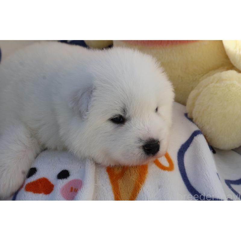 販売中の栃木県のサモエド-447629の6枚目