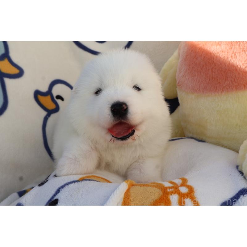 販売中の栃木県のサモエド-447629の5枚目