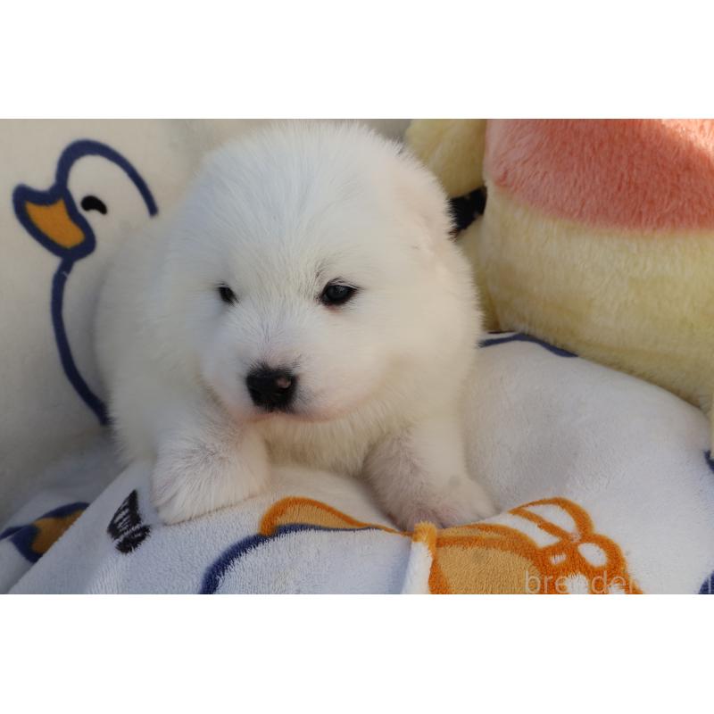 販売中の栃木県のサモエド-447629の4枚目