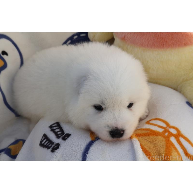 販売中の栃木県のサモエド-447629の3枚目