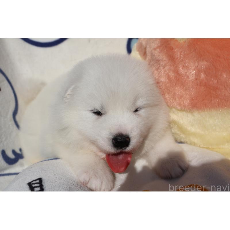 販売中の栃木県のサモエド-447629の2枚目