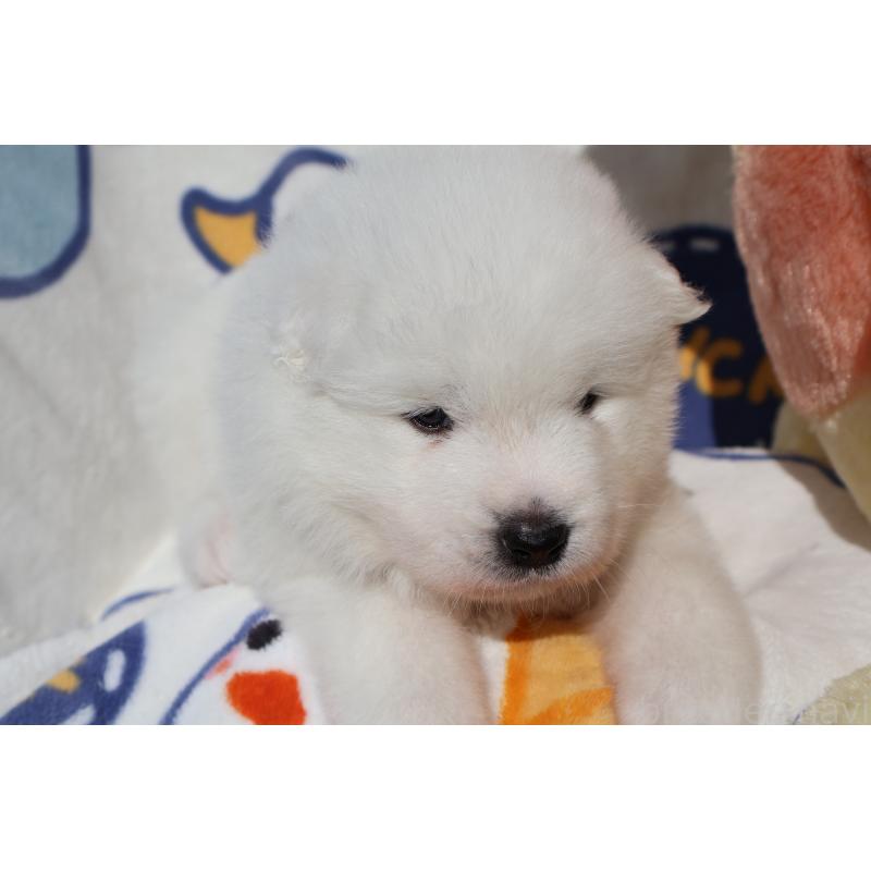 販売中の栃木県のサモエド-447630の9枚目