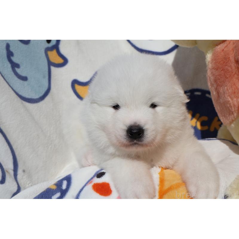 販売中の栃木県のサモエド-447630の8枚目