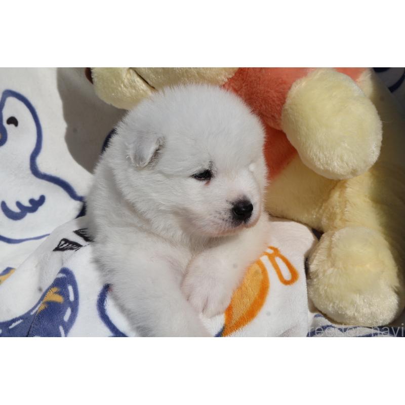 販売中の栃木県のサモエド-447630の7枚目