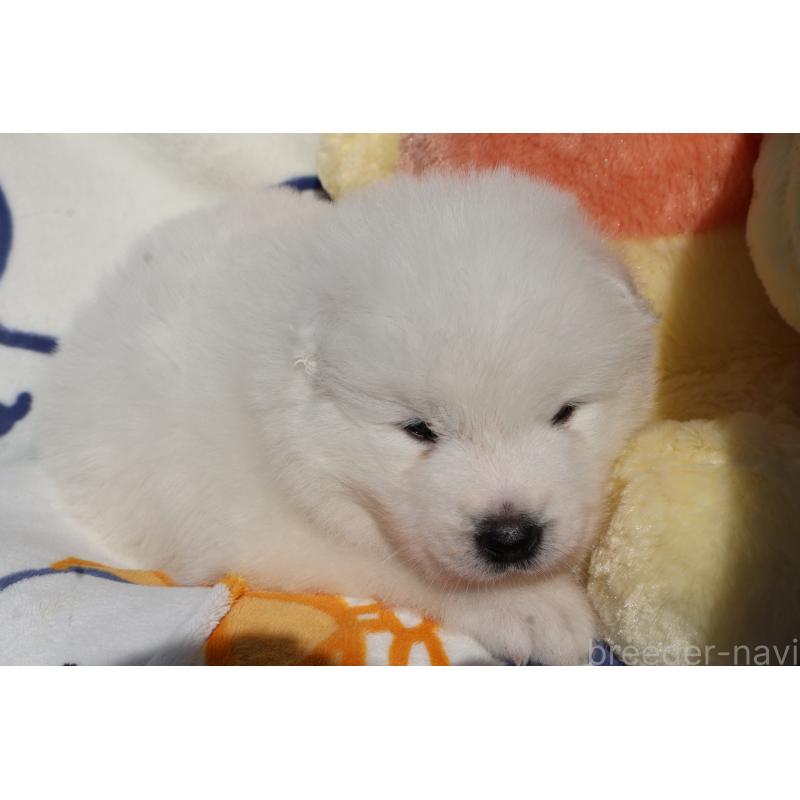 販売中の栃木県のサモエド-447630の5枚目