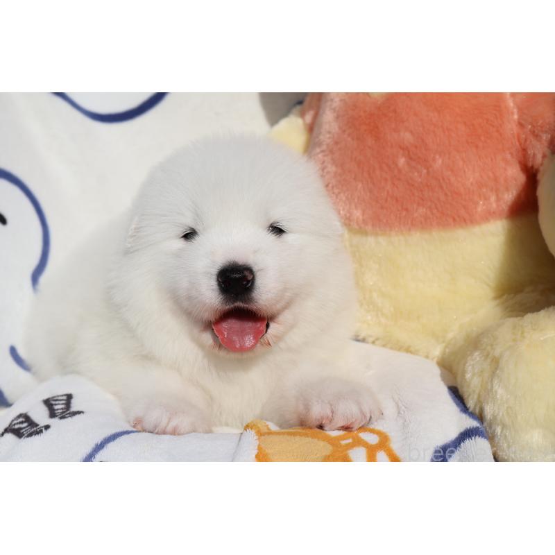 販売中の栃木県のサモエド-447630の4枚目