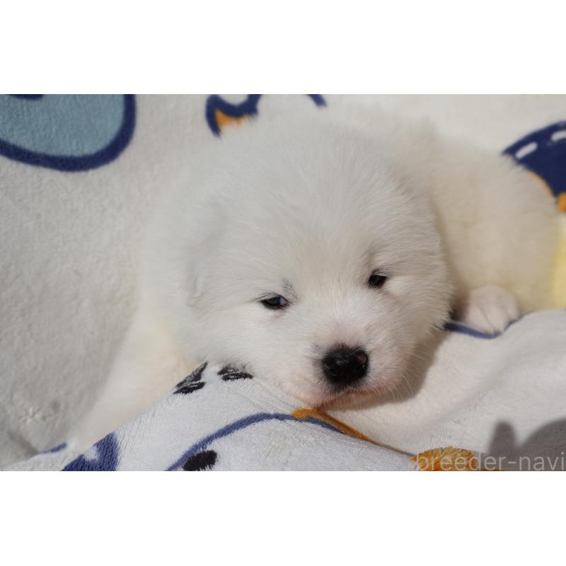 販売中の栃木県のサモエド-447630の3枚目