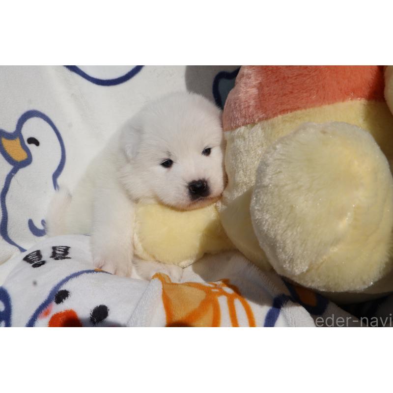 販売中の栃木県のサモエド-447631の9枚目