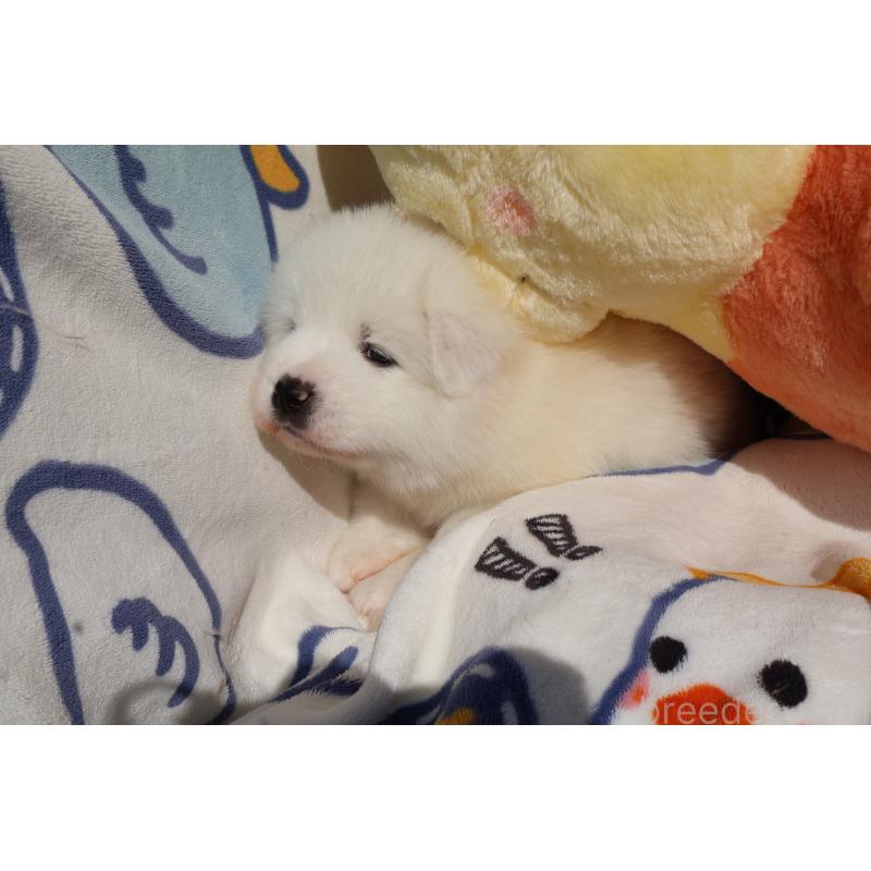 販売中の栃木県のサモエド-447631の7枚目