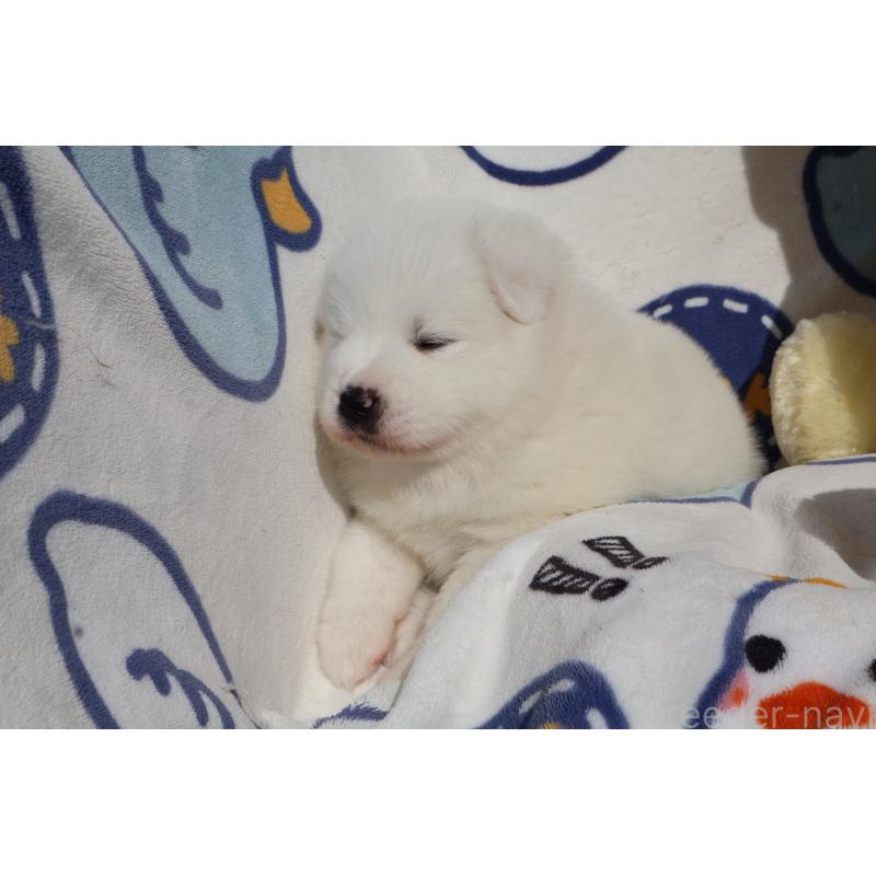 販売中の栃木県のサモエド-447631の6枚目