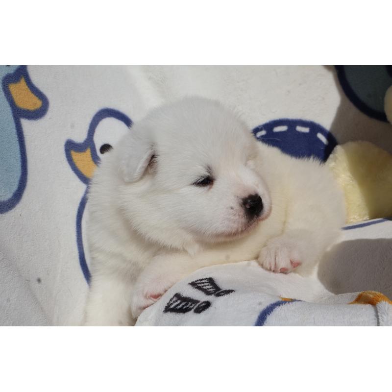 販売中の栃木県のサモエド-447631の5枚目