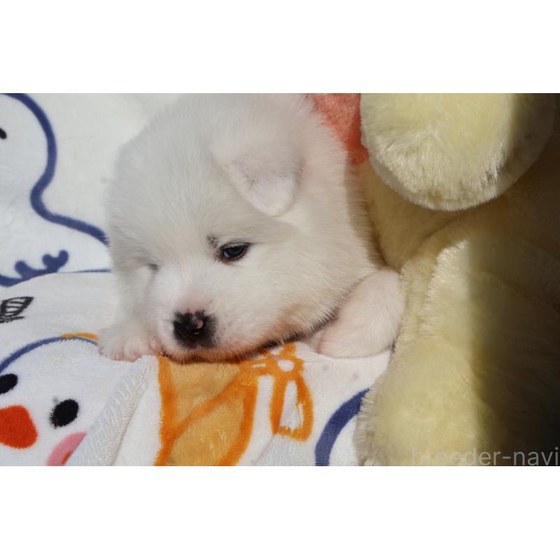 販売中の栃木県のサモエド-447631の3枚目