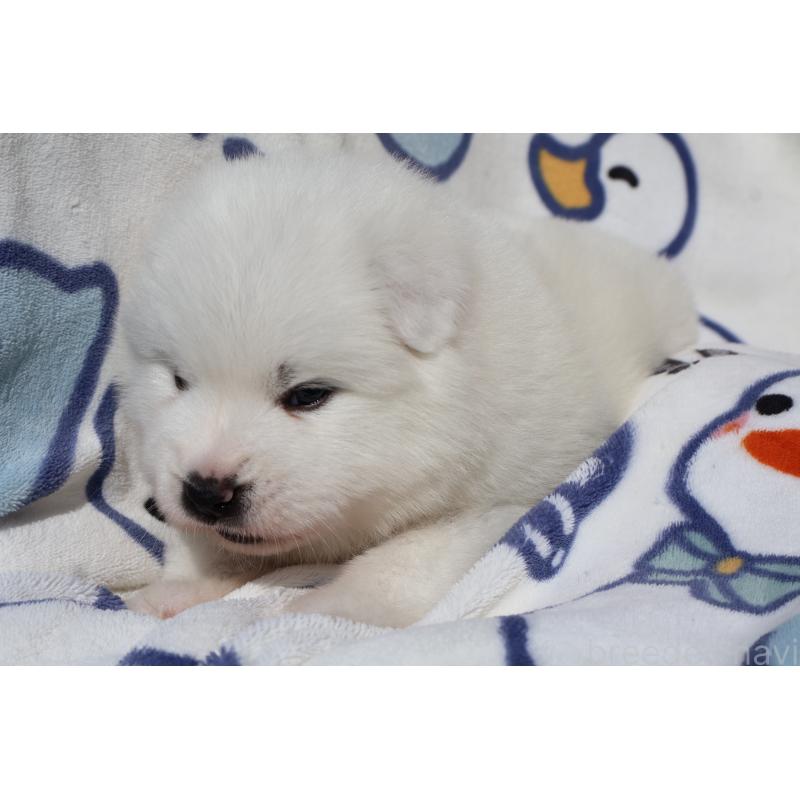 販売中の栃木県のサモエド-447631の2枚目