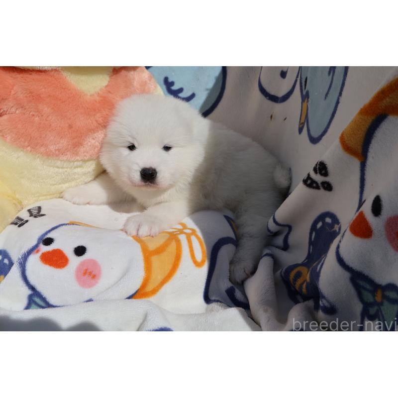 販売中の栃木県のサモエド-447633の7枚目