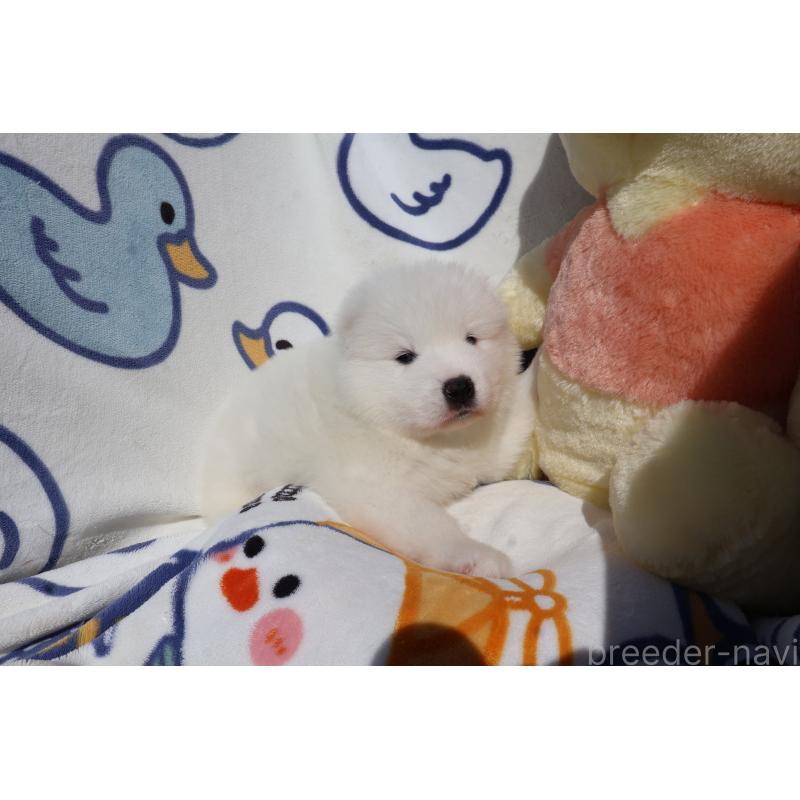 販売中の栃木県のサモエド-447633の6枚目