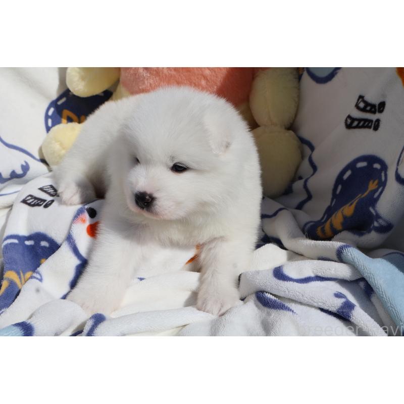 販売中の栃木県のサモエド-447633の5枚目