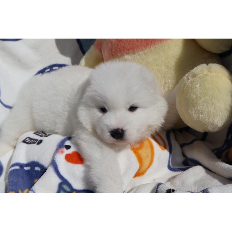 販売中の栃木県のサモエド-447633の3枚目