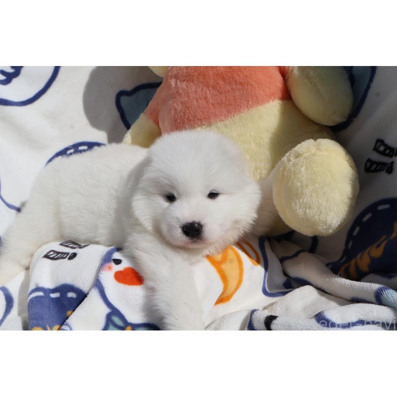 販売中の栃木県のサモエド-447633の2枚目