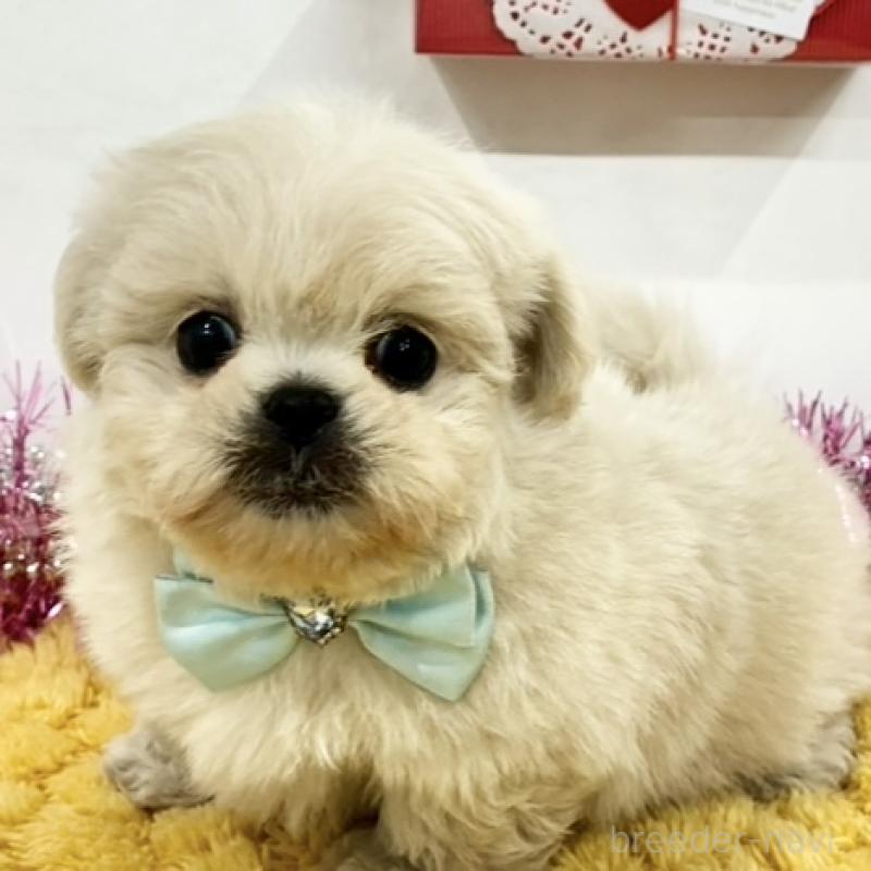 販売中の岐阜県のミックス犬-447635の1枚目