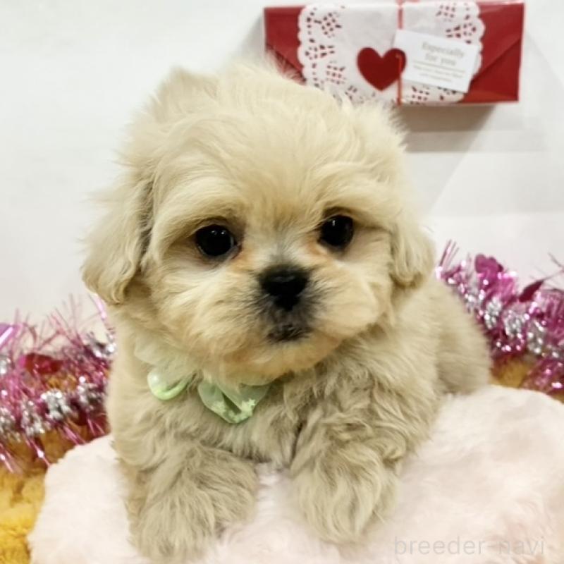 販売中の岐阜県のミックス犬-447636の1枚目