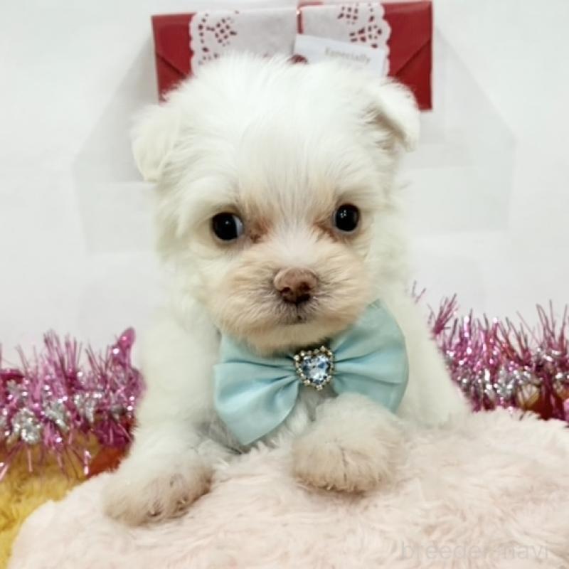 販売中の岐阜県のチワマル:チワワ×マルチーズ-447688の1枚目