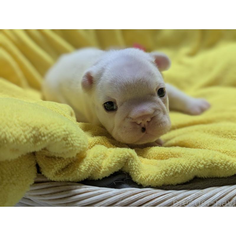 販売中の愛知県のフレンチブルドッグ-447637の4枚目