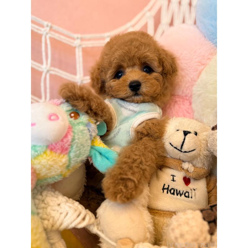 販売中の山形県のトイプードル-440284の2枚目