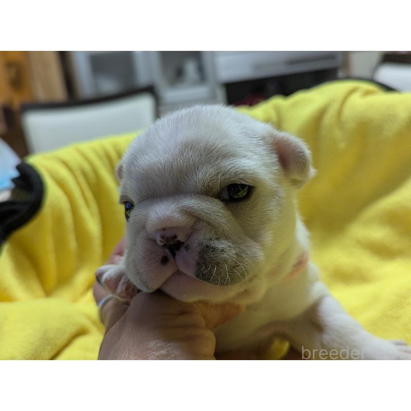 販売中の愛知県のフレンチブルドッグ-447638の4枚目
