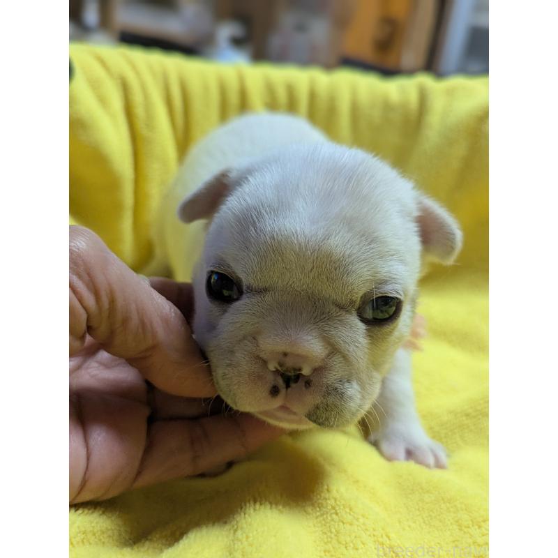 販売中の愛知県のフレンチブルドッグ-447638の3枚目