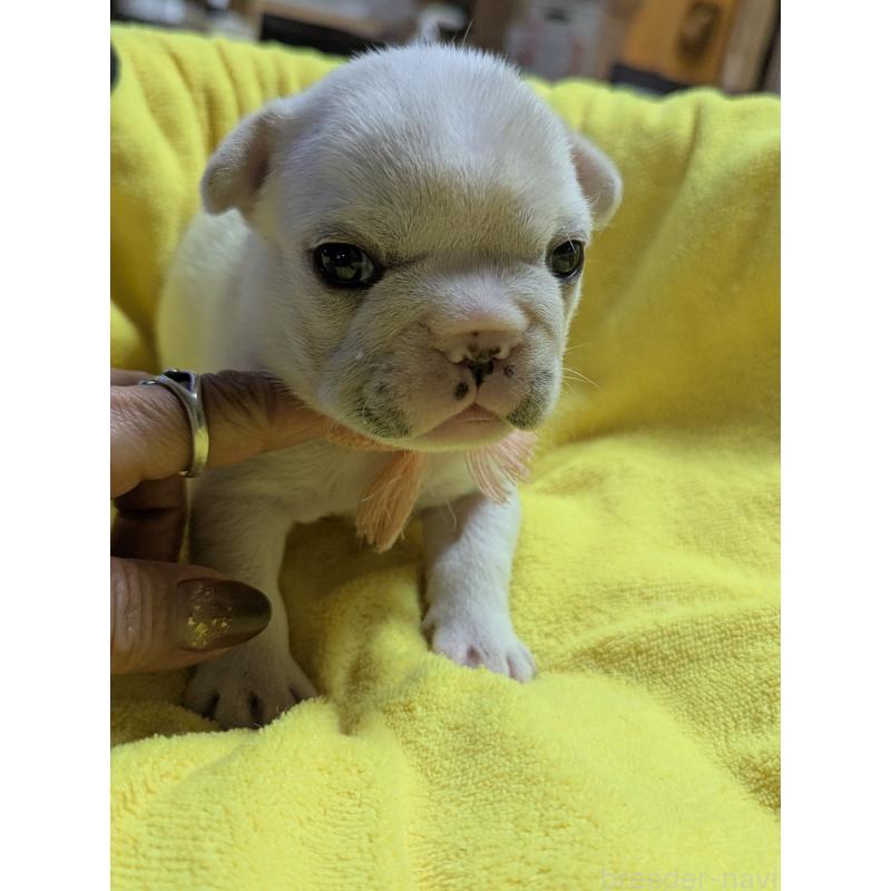 販売中の愛知県のフレンチブルドッグ-447638の2枚目