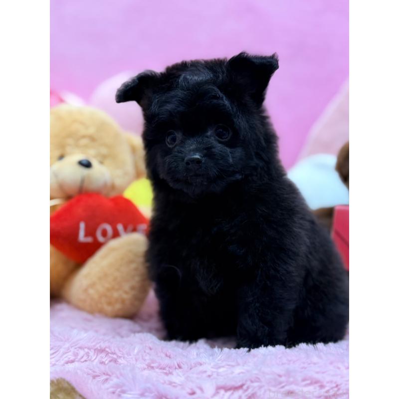 販売中の山形県のポメプー:ポメラニアン×トイプードル-440287の2枚目