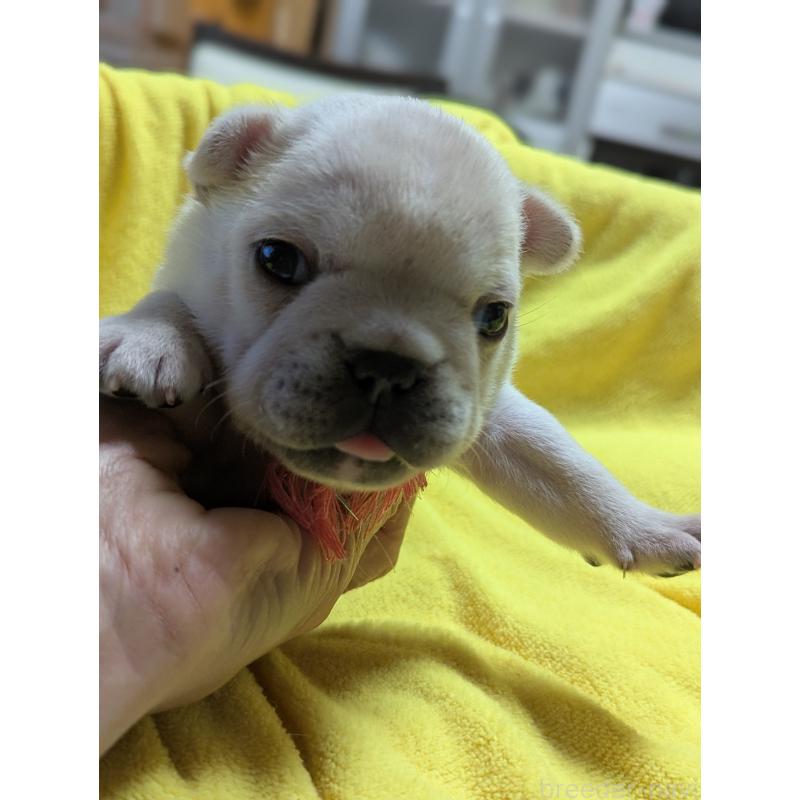 販売中の愛知県のフレンチブルドッグ-447639の4枚目
