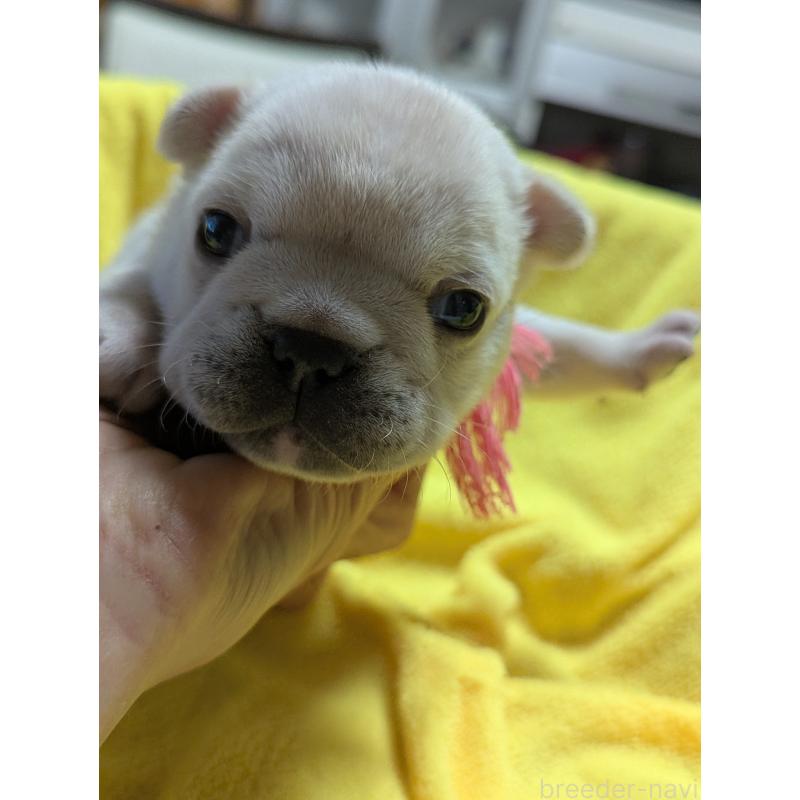 販売中の愛知県のフレンチブルドッグ-447639の3枚目