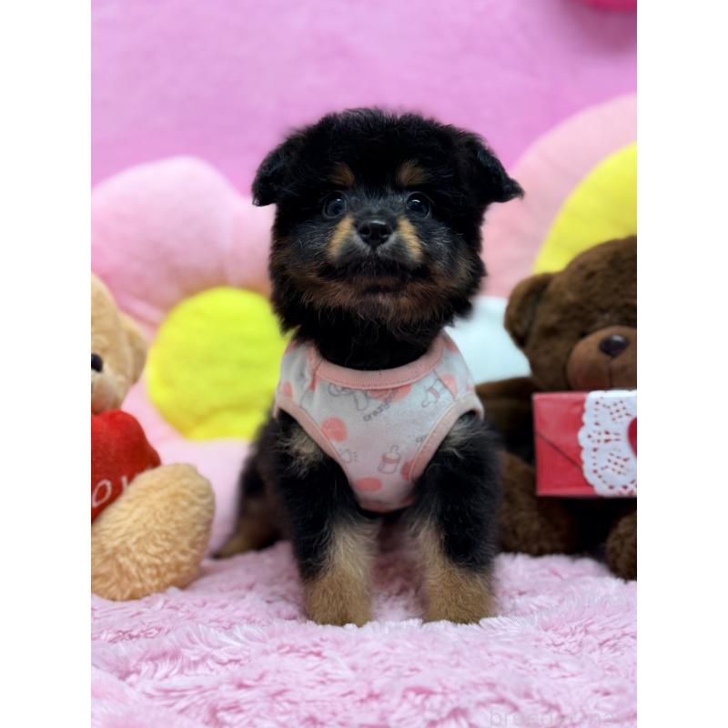 販売中の山形県のポメプー:ポメラニアン×トイプードル-440288の3枚目