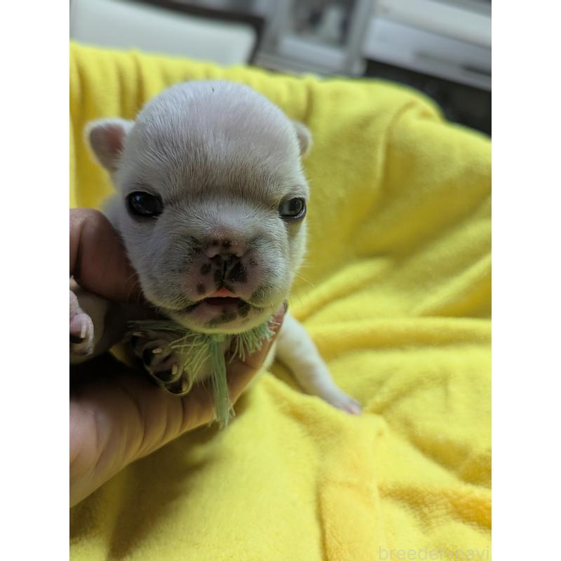 販売中の愛知県のフレンチブルドッグ-447640の3枚目