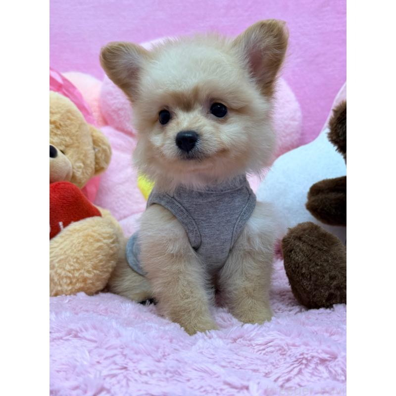 販売中の山形県のポメプー:ポメラニアン×トイプードル-440238の2枚目