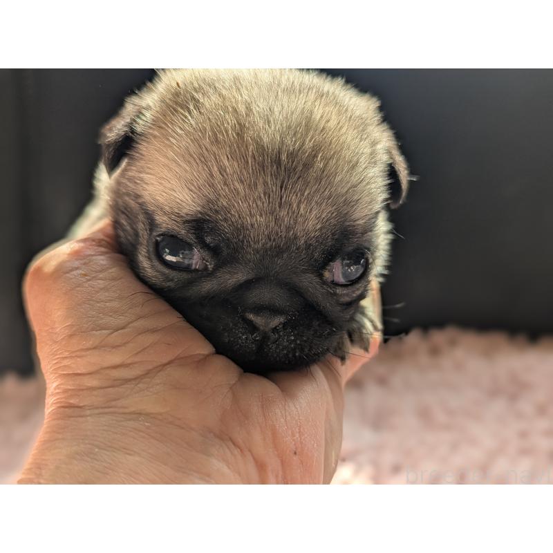 販売中の愛知県のパグ-447641の4枚目