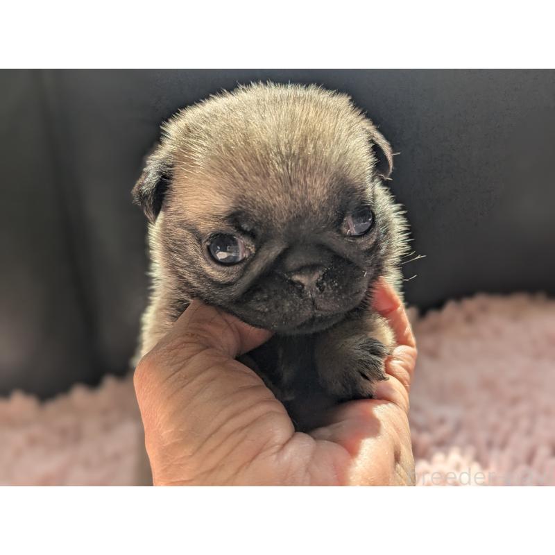 販売中の愛知県のパグ-447641の2枚目