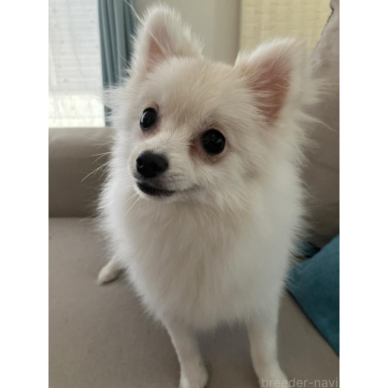 販売中の千葉県のポメラニアン-418213の3枚目