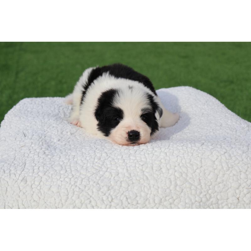 販売中の栃木県のボーダーコリー-447642の9枚目