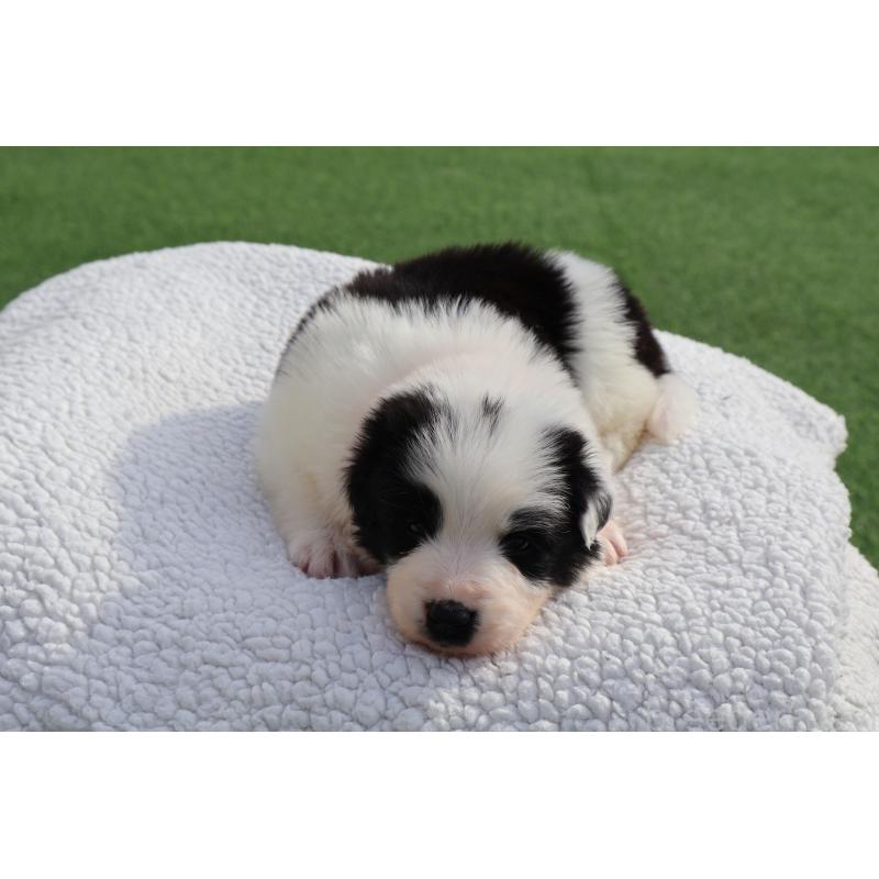 販売中の栃木県のボーダーコリー-447642の8枚目