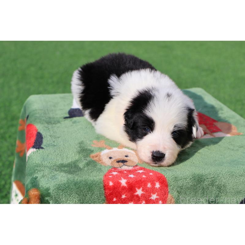 販売中の栃木県のボーダーコリー-447642の7枚目