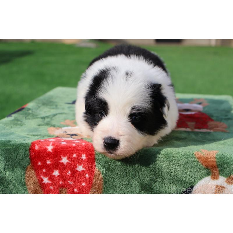 販売中の栃木県のボーダーコリー-447642の6枚目