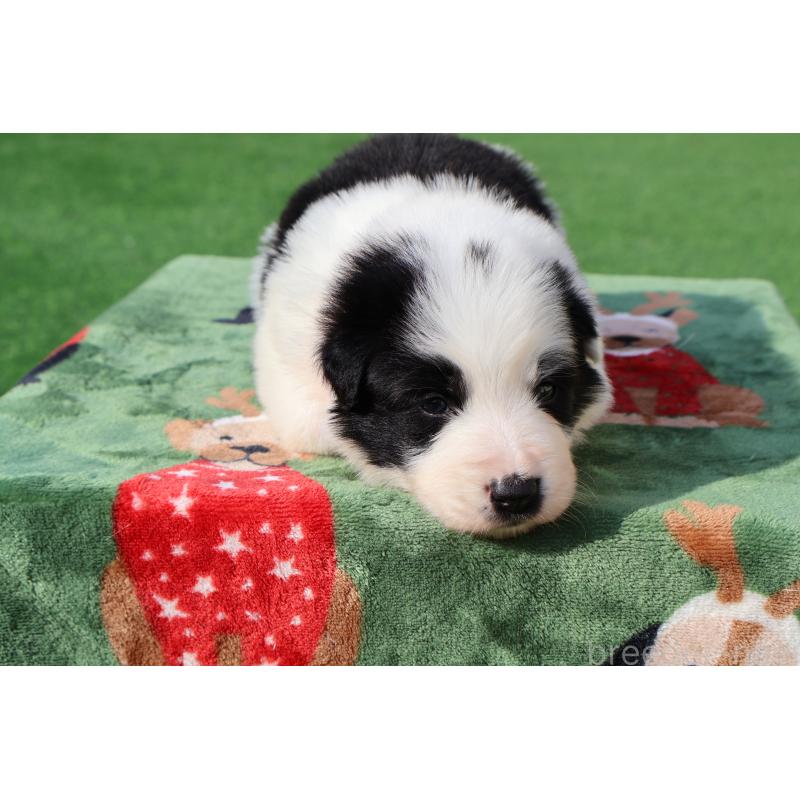 販売中の栃木県のボーダーコリー-447642の5枚目