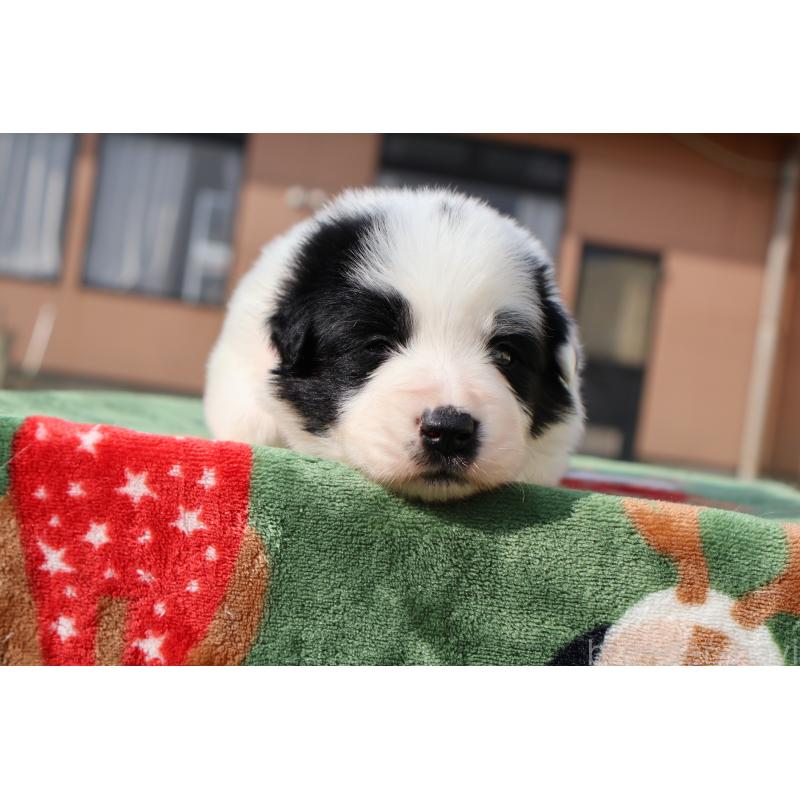 販売中の栃木県のボーダーコリー-447642の4枚目