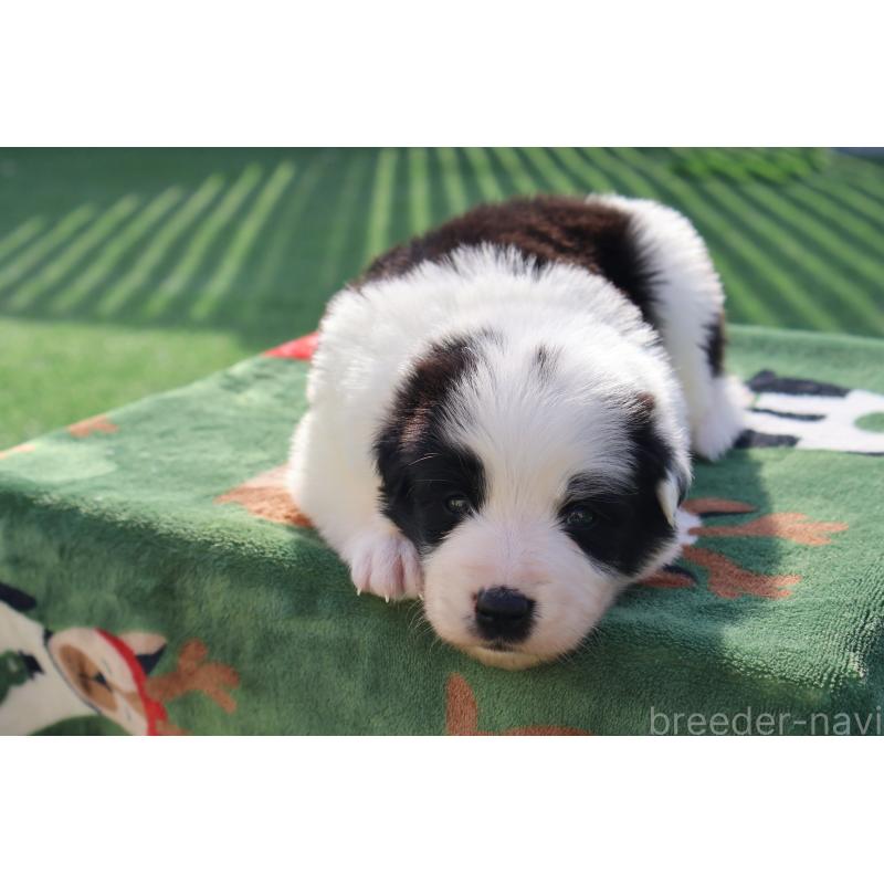 販売中の栃木県のボーダーコリー-447642の3枚目