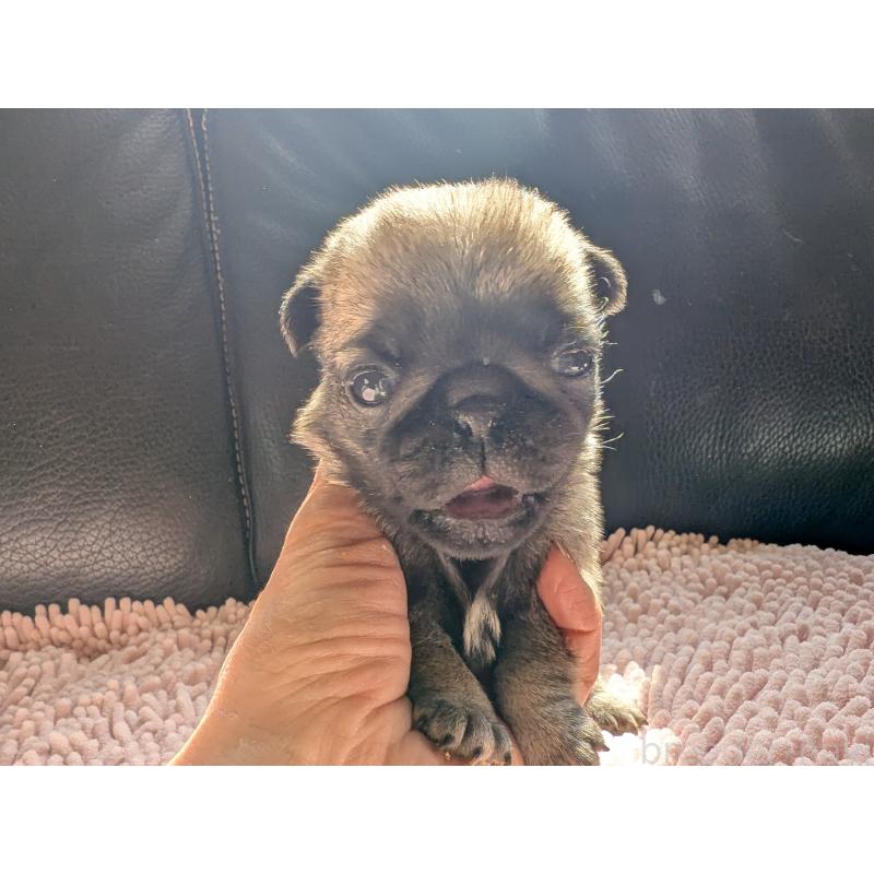 販売中の愛知県のパグ-447643の4枚目