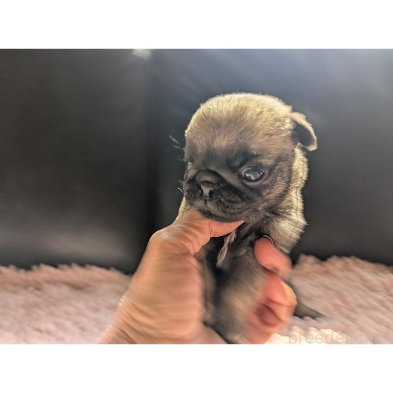 販売中の愛知県のパグ-447643の3枚目